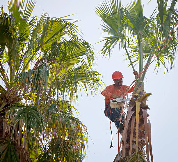 Best Leaf Removal  in Covgton, IN